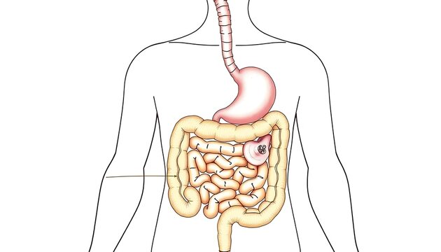 Human Digestive System Diagram Anatomy Illustration