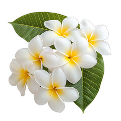 Obraz premium beautiful flower with leaves on transparent background, photo PNG image, PNG file, Generative art.