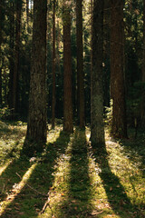 Obraz premium Beautiful Sunset Sunrise Sun Sunshine In Forest.