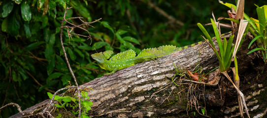 Obraz premium Emerald Green Basilisk Resting on a Tree Trunk in Costa Rica Rainforest