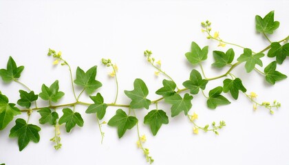 초록색 덩굴이 그래프 선을 따라 뻗어나가는 디자인, 덩굴마다 작은 꽃이 피어남