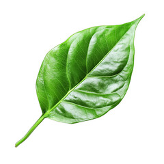 Obraz premium a green leaf on a transparent background, PNG image, PNG file, Generative art.