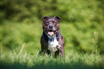 Happy Brindle Dog Enjoying a Sunny Day in a Lush Green Park