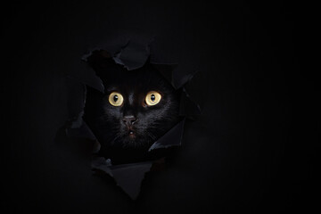 Black cat looking through torned solid fond plain black background