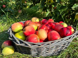 Basket with apples in fruit orchard 