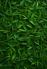 Fototapeta premium bamboo forest pattern texture