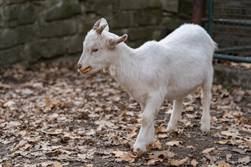 Goat with white wool in a zoo, farm animals.