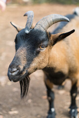 portrait of a ram with cinnamon black fur in a zoo