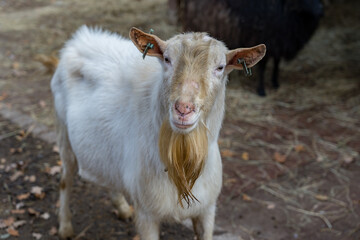 Goat with white wool with horns, a goat in a zoo, farm animals.