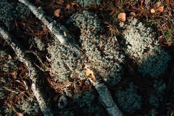 blue moss in autumn sunny forest