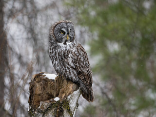 Great Gray Owl sitting on a snowy stump , closeup portrait