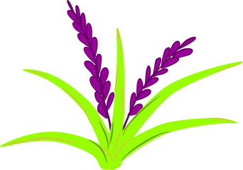 Fototapeta premium Lavender