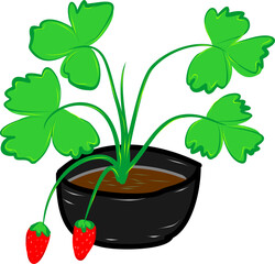 Strawberry plant in pot