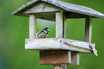 Close-Up of a Beautiful Bird