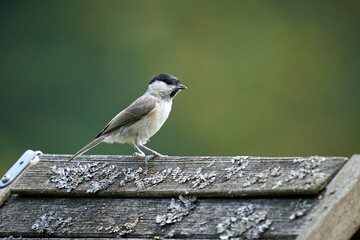 Close-Up of a Beautiful Bird