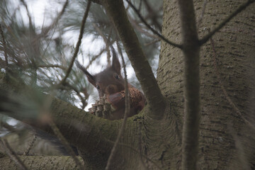 Un écureuil qui grimpe dans un pin