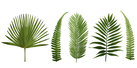 A clipart set featuring detailed illustrations of large green tropical leaves, including palm leaves. Perfect for botanical designs, invitations, branding, packaging, and digital projects.