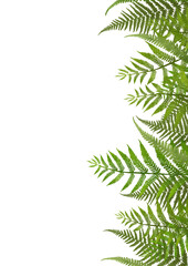 A delicate botanical border featuring hand-drawn fern leaves, perfect for elegant templates, invitations, greeting cards, and nature-inspired designs. Minimalistic and organic style