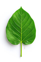 Fototapeta premium Green leaf isolated on white background