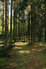 Obraz premium Beautiful Sunset Sunrise Sun Sunshine In Forest.