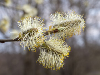 willow buds in spring day