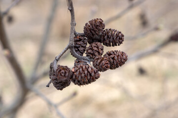 alder cones in spring