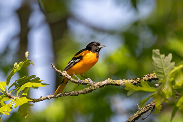 An Oriole in an Oak Tree