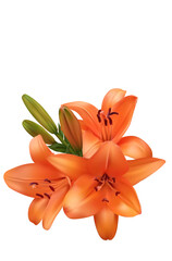 Orange lily. Floral background. Isolated. Beautiful bouquet of lilies on a white background. Flowers.
