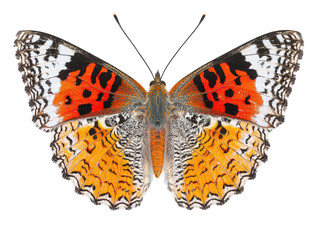 Stunning close-up of a vibrant orange and black butterfly with intricate wing patterns, isolated on a white background. Ideal for nature, wildlife, or insect-themed projects.