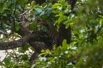 leopard in tree