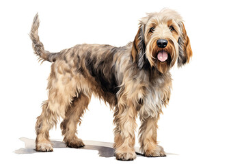 An otterhound, bred originally for otter hunting. A native English breed that is now vulnerable. Digital watercolour on white.