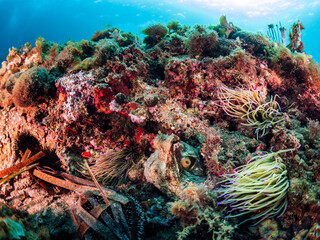 rough rocky reef covered with anemone and colorful corals and wild hidden octopus in deep blue sea with clear water, concept of marine fauna and underwater seascape