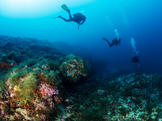group of three scuba divers in wetsuits diving near rough rocky formation with surface covered with seaweed and corals in deep blue sea with clear water, concept of nature and underwater adventure