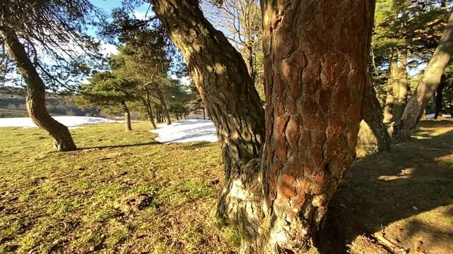 Gros plan au ralenti sur le tronc d&rsquo;un pin sylvestre dans une clairi&egrave;re ensoleill&eacute;e, avec des plaques de neige et des arbres au loin dans le Vercors, France