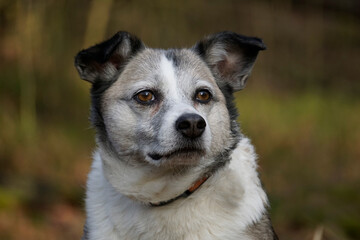 Brown and white mongrel dog looking at camera