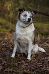 Obraz premium Brown and white mongrel dog sitting on dried leaves