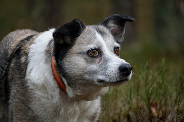 Brown and white mongrel dog with defocused background