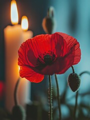 Obraz premium Serene Red Poppy Flower at Dusk