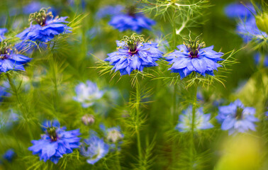 the beautiful colors of Spring with the cumin flowers in bloom