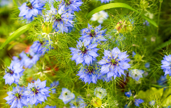 the beautiful spring flowering of black cumin also called Nigella sativa
