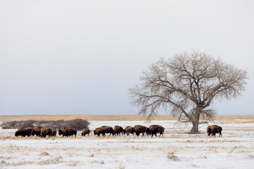 bison grazing on plains 