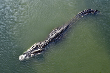 aerial view of crocodile floating on surface of pond, single alligator swim in green swamp amid...