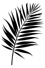 Obraz premium PNG Tropical palm leaf silhouette, transparent background