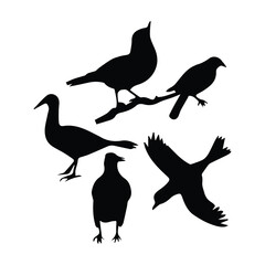 Bird silhouette vector icon logo.
