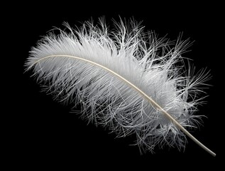 Obraz premium Beautiful white ostrich feather in soft light against black background, beauty, soft, elegant, chic, fluffy