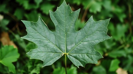 Close-Up of a Crisp Green Leaf in a Summer Garden Setting