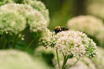 bee on a flower