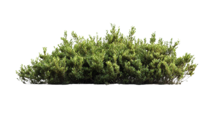 A photograph of an isolated, thick, and dense juniper bush isolated on Transparent PNG format background.