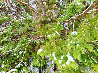 針葉樹と葉に残る雪