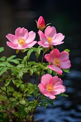 Obraz premium California Wild Rose Garden: Beautiful Vertical Shot with Selective Focus of Rose Blossoms and Lush Foliage in Nature